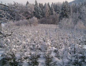 Zimowy obóz w Borowicach 2005